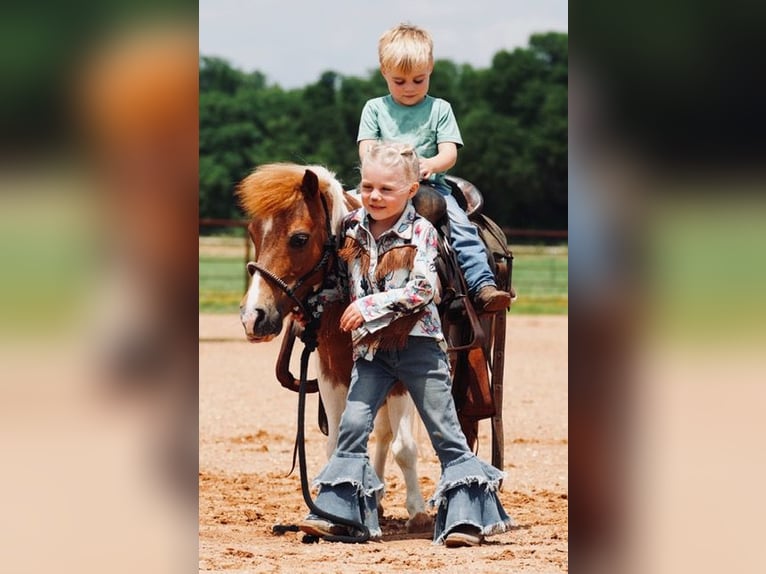 More ponies/small horses Gelding 13 years 9 hh Pinto in Cisco