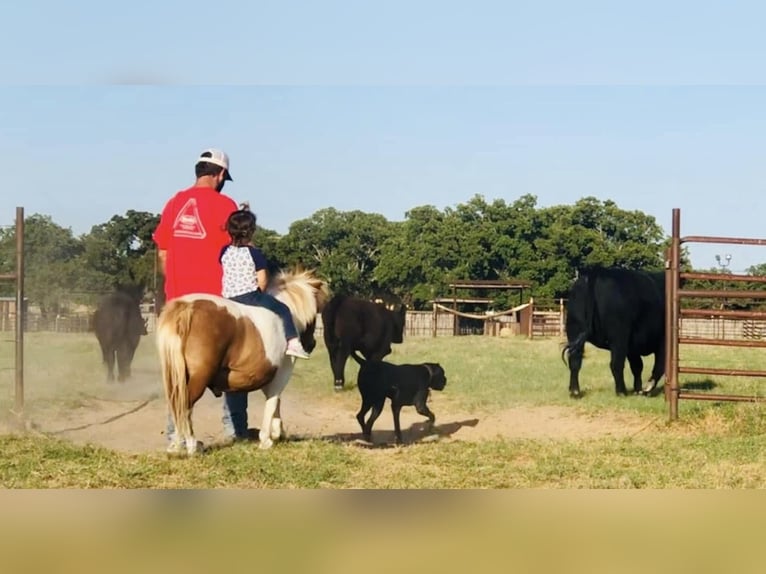 More ponies/small horses Gelding 13 years 9 hh Pinto in Cisco