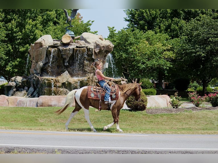 More ponies/small horses Gelding 13 years Pinto in Purdy