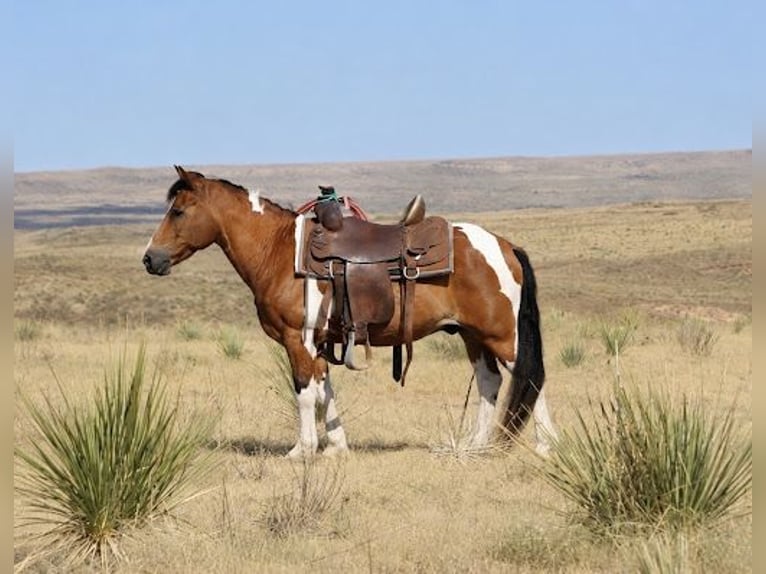 More ponies/small horses Gelding 13 years Pinto in Skellytown