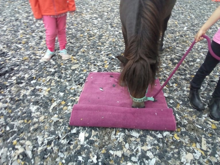 More ponies/small horses Gelding 14 years 10.1 hh Brown in Frohsdorf