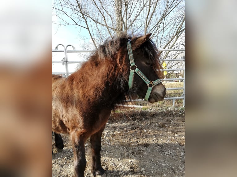 More ponies/small horses Gelding 14 years 10.1 hh Brown in Frohsdorf