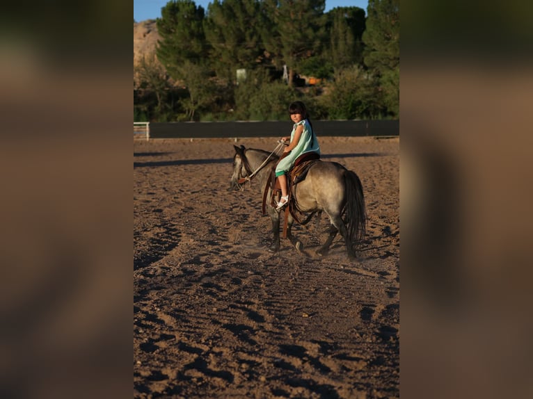 More ponies/small horses Gelding 14 years 10 hh Buckskin in El Paso
