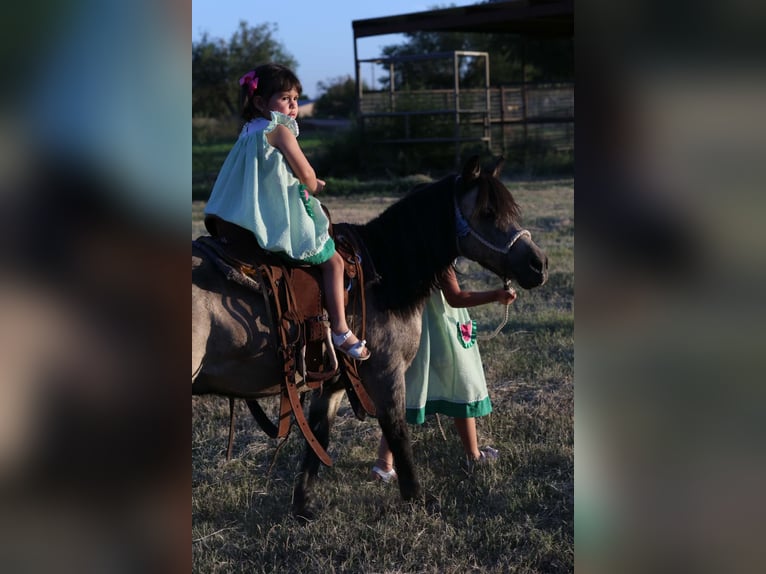 More ponies/small horses Gelding 14 years 10 hh Buckskin in El Paso