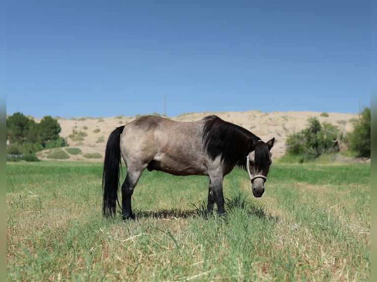 More ponies/small horses Gelding 14 years 10 hh Buckskin in El Paso