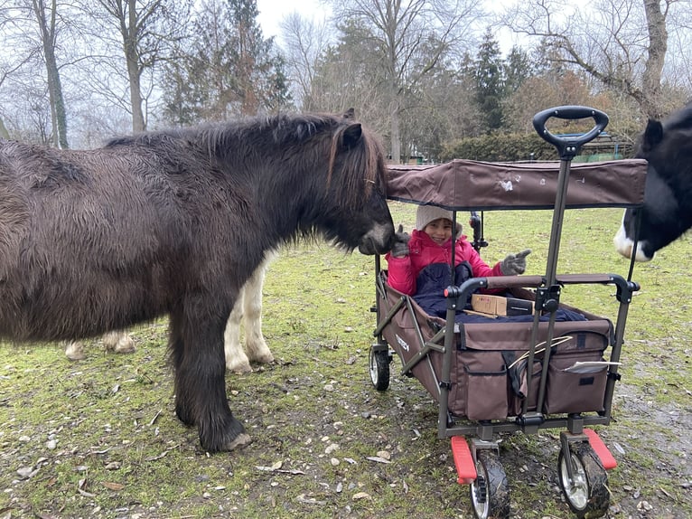 More ponies/small horses Gelding 14 years 10,1 hh Brown in Frohsdorf