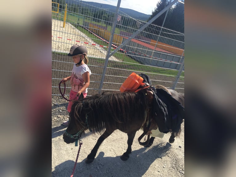More ponies/small horses Gelding 14 years 10,1 hh Brown in Frohsdorf