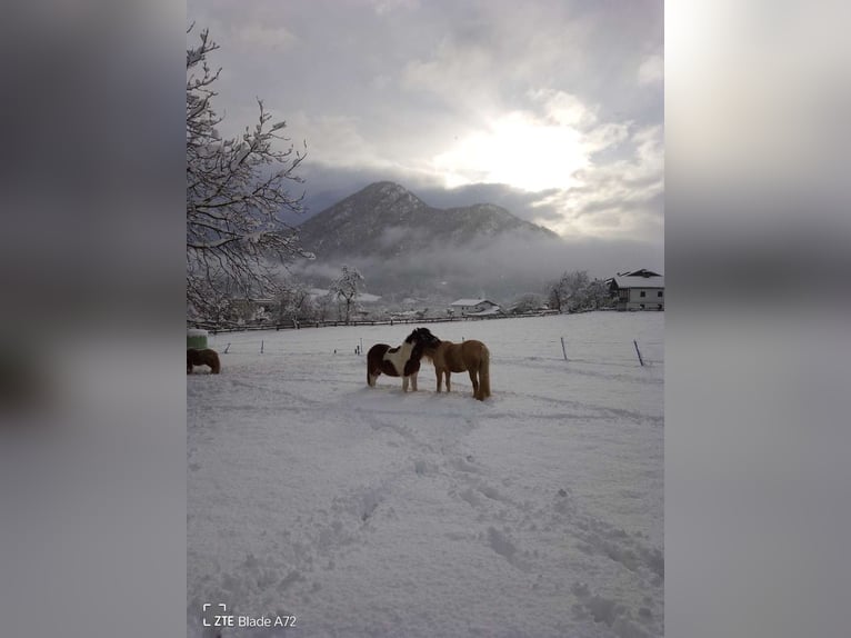 More ponies/small horses Gelding 14 years 11.1 hh Pinto in Münster