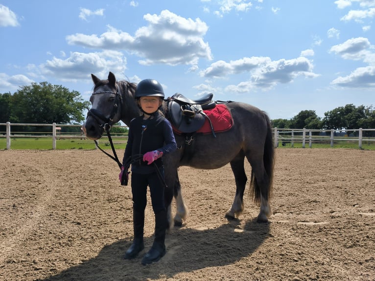 More ponies/small horses Gelding 14 years 11.2 hh Grey-Blue-Tan in Plattenburg