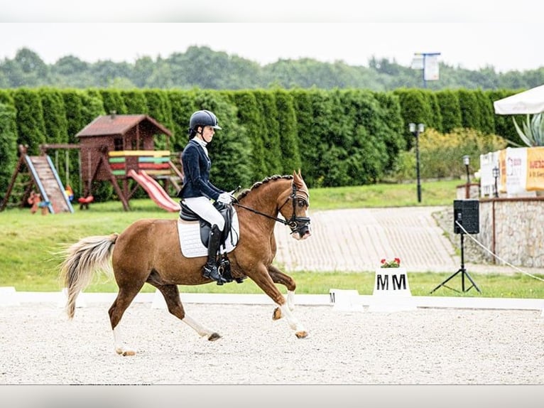 More ponies/small horses Gelding 14 years 13.1 hh Chestnut-Red in Bydgoszcz