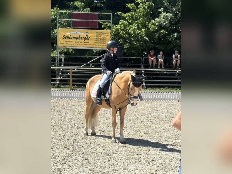More ponies/small horses Gelding 14 years 13.1 hh Palomino in Heidenheim an der Brenz