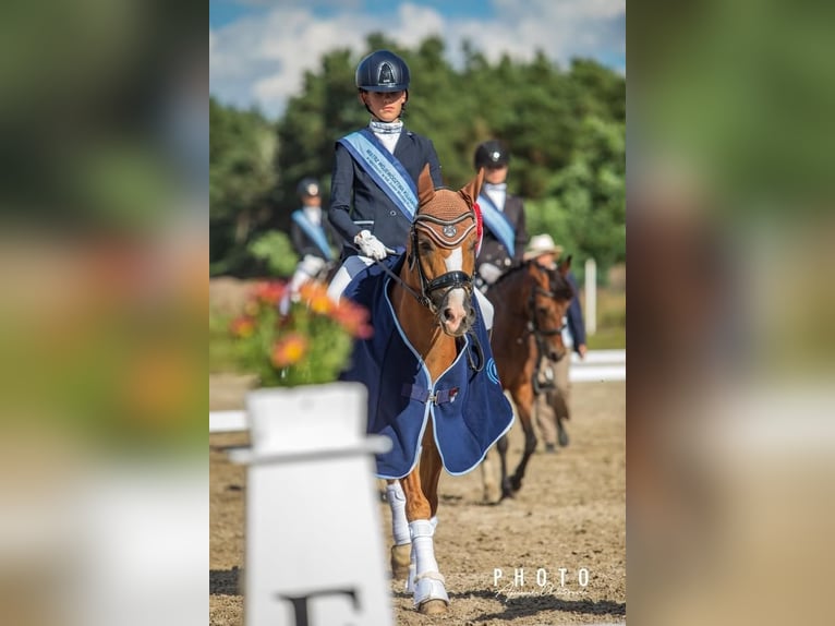 More ponies/small horses Gelding 14 years 13,1 hh Chestnut-Red in Bydgoszcz