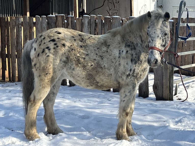 More ponies/small horses Gelding 14 years 13,1 hh Leopard-Piebald in Ursensollen