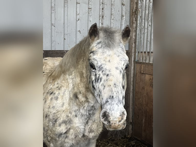 More ponies/small horses Gelding 14 years 13,1 hh Leopard-Piebald in Ursensollen
