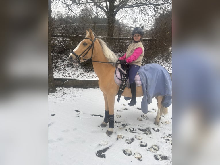 More ponies/small horses Gelding 14 years 13,1 hh Palomino in Heidenheim an der Brenz