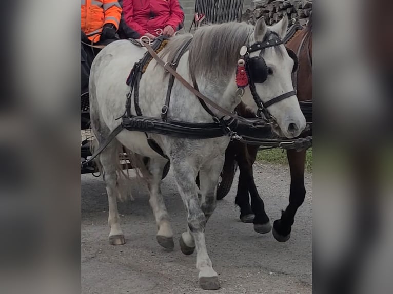 More ponies/small horses Mix Gelding 14 years 13,2 hh Grey-Blue-Tan in Oggau am Neusiedler See