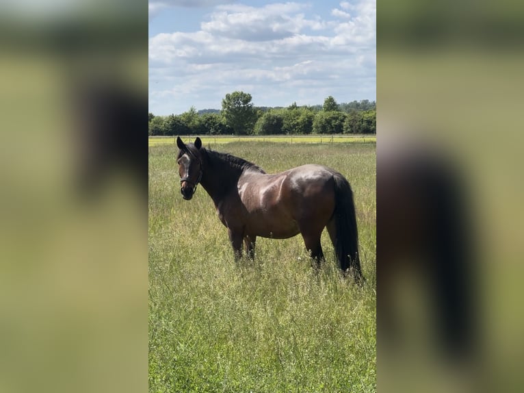More ponies/small horses Gelding 14 years 13,3 hh Brown in Erharting