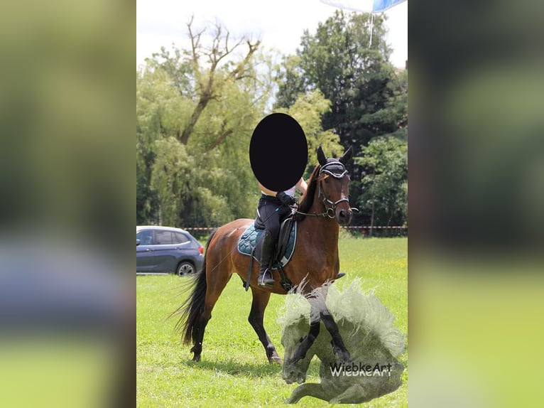 More ponies/small horses Gelding 14 years 13,3 hh Brown in Erharting