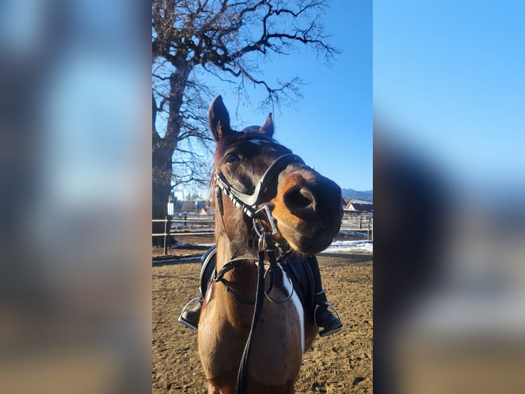 More ponies/small horses Gelding 14 years 14,2 hh Pinto in Spielberg