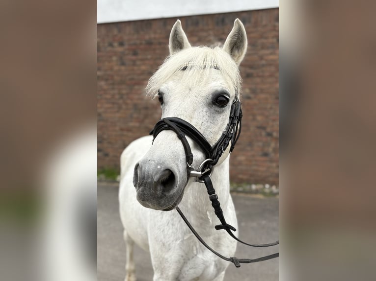 More ponies/small horses Gelding 15 years 12,1 hh Grey in Niederkassel