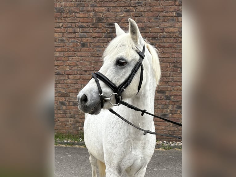 More ponies/small horses Gelding 15 years 12,1 hh Grey in Niederkassel