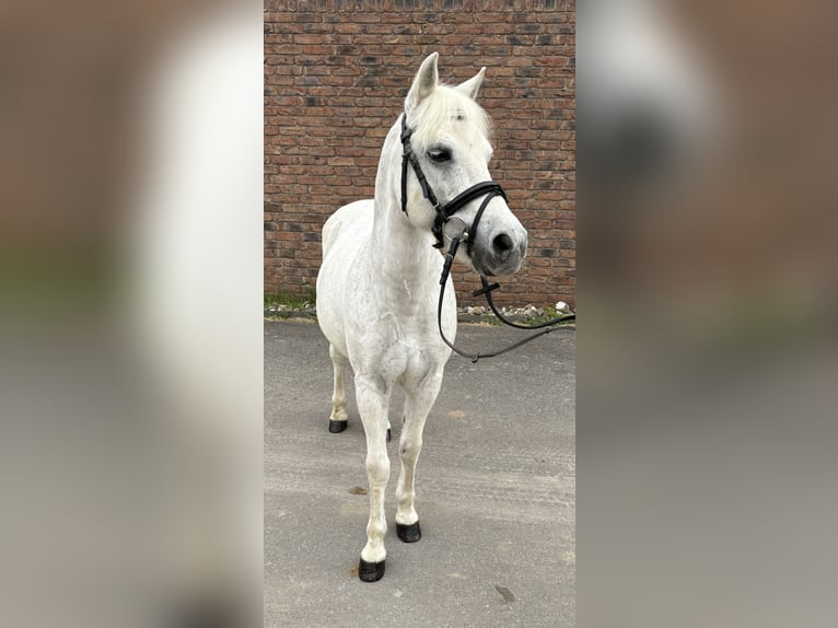 More ponies/small horses Gelding 15 years 12,1 hh Grey in Niederkassel