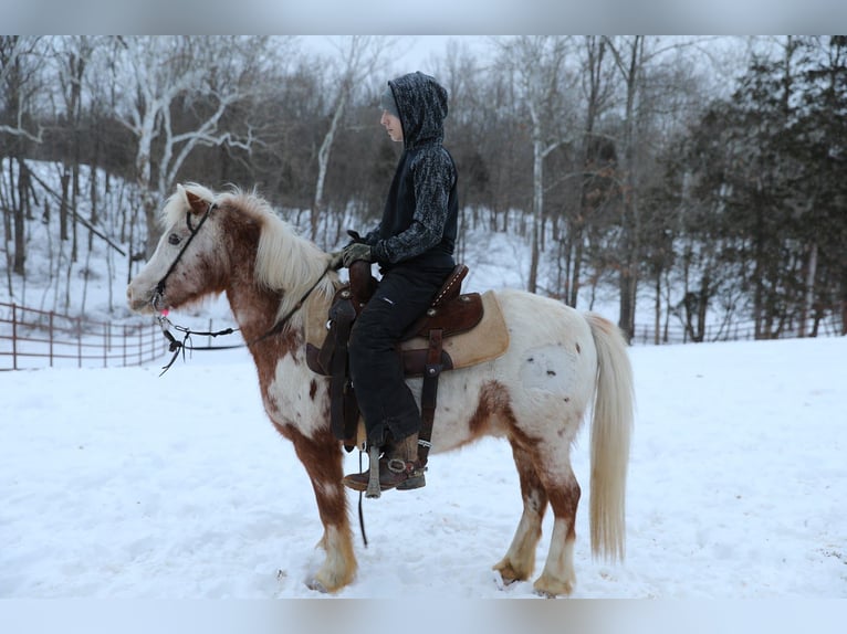 More ponies/small horses Gelding 15 years 12,3 hh  in Wallingford