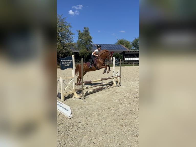 More ponies/small horses Gelding 15 years 13,2 hh Chestnut-Red in Walldorf