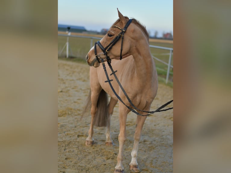 More ponies/small horses Gelding 15 years 13,3 hh Chestnut-Red in Geilenkirchen