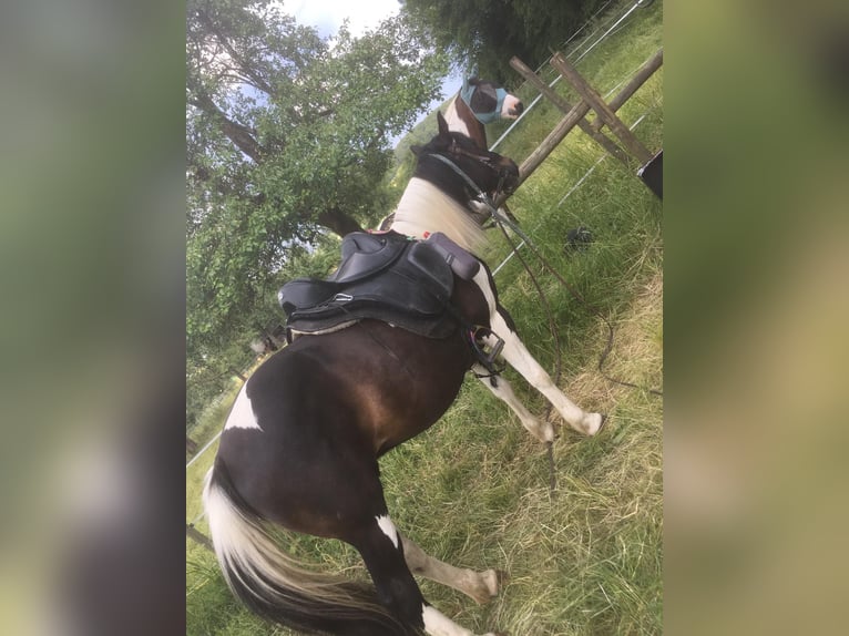 More ponies/small horses Mix Gelding 15 years 14 hh Pinto in Ingelfingen