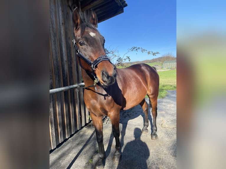 More ponies/small horses Mix Gelding 15 years 14,1 hh Bay-Dark in Moosdorf