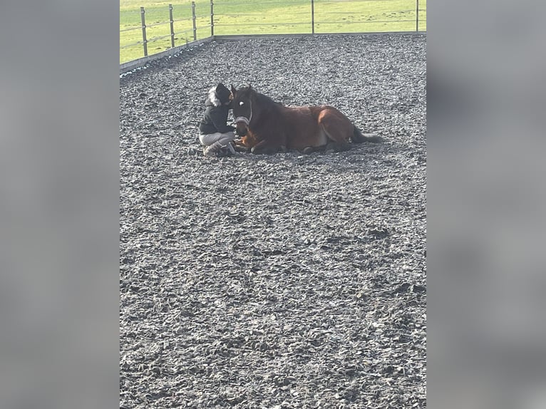 More ponies/small horses Mix Gelding 15 years 14,1 hh Bay-Dark in Moosdorf