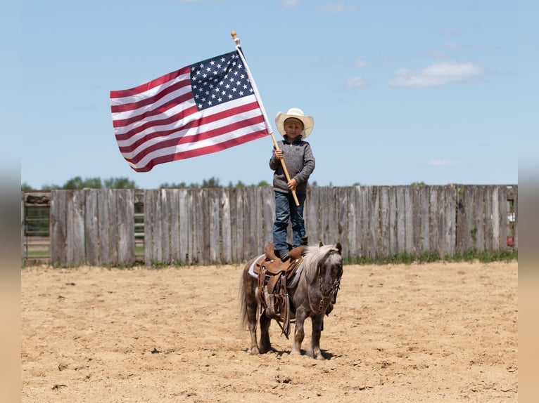 More ponies/small horses Gelding 15 years 9 hh in Nevis, MN