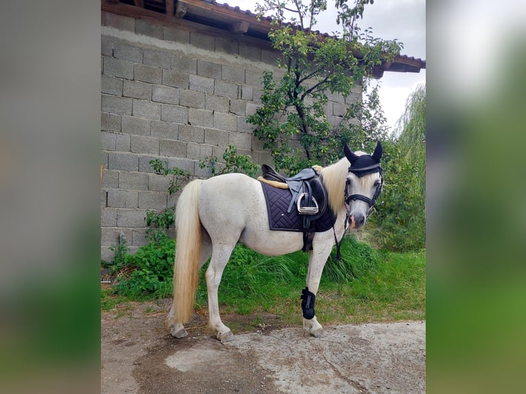 More ponies/small horses Gelding 16 years 11,2 hh Grey in Wittibreut