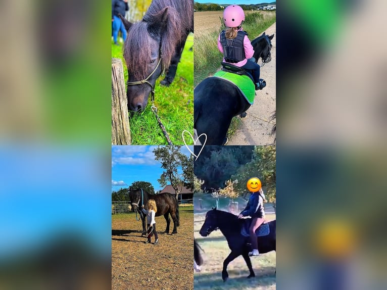 More ponies/small horses Mix Gelding 16 years 12.1 hh Black in Weigenheim
