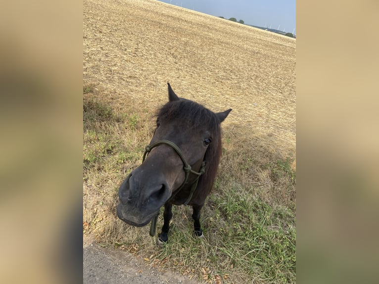 More ponies/small horses Mix Gelding 16 years 12.1 hh Black in Weigenheim