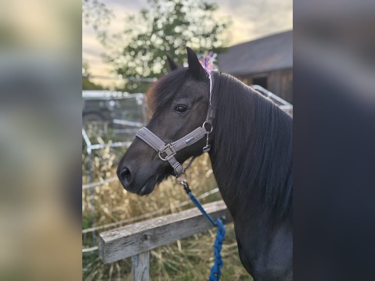 More ponies/small horses Mix Gelding 16 years 12.1 hh Black in Weigenheim