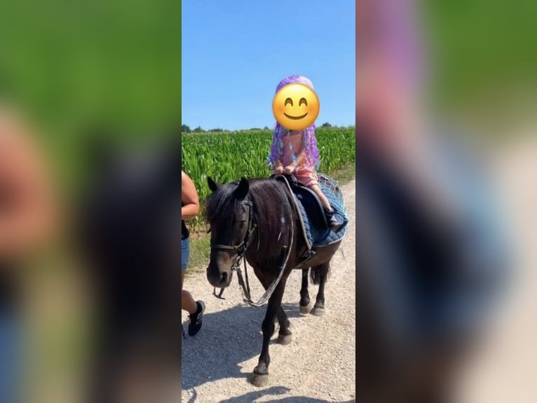 More ponies/small horses Mix Gelding 16 years 12.1 hh Black in Weigenheim