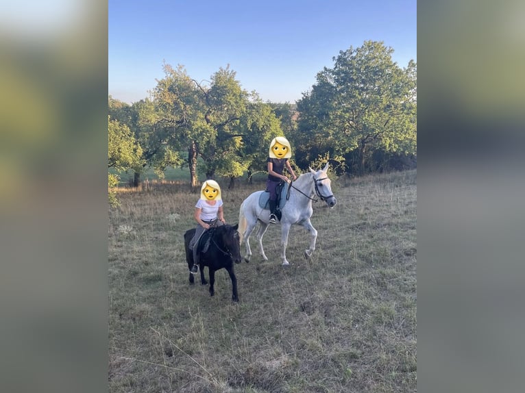 More ponies/small horses Mix Gelding 16 years 12.1 hh Black in Weigenheim