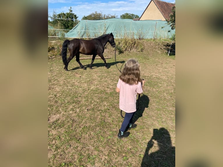 More ponies/small horses Mix Gelding 16 years 12.1 hh Black in Weigenheim