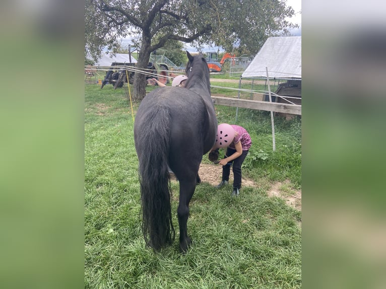 More ponies/small horses Mix Gelding 16 years 12.1 hh Black in Weigenheim