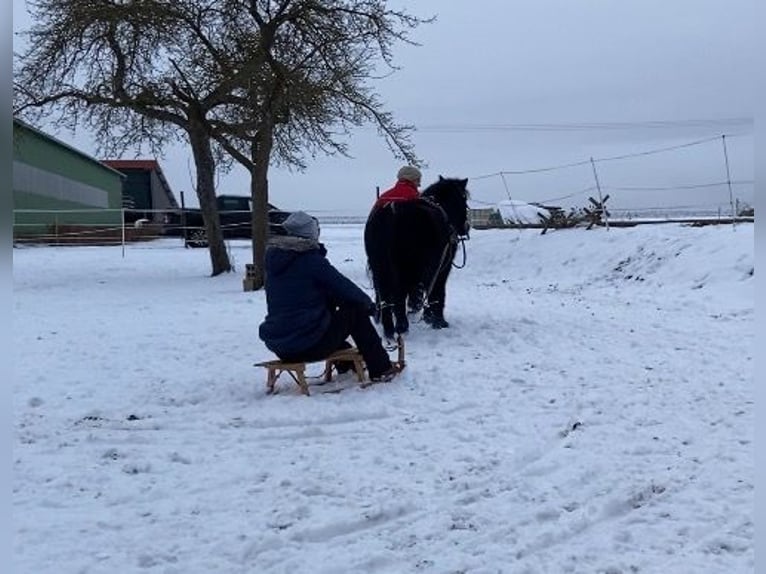 More ponies/small horses Mix Gelding 16 years 12.1 hh Black in Weigenheim