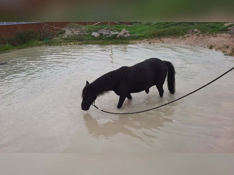 More ponies/small horses Mix Gelding 16 years 12.1 hh Black in Weigenheim