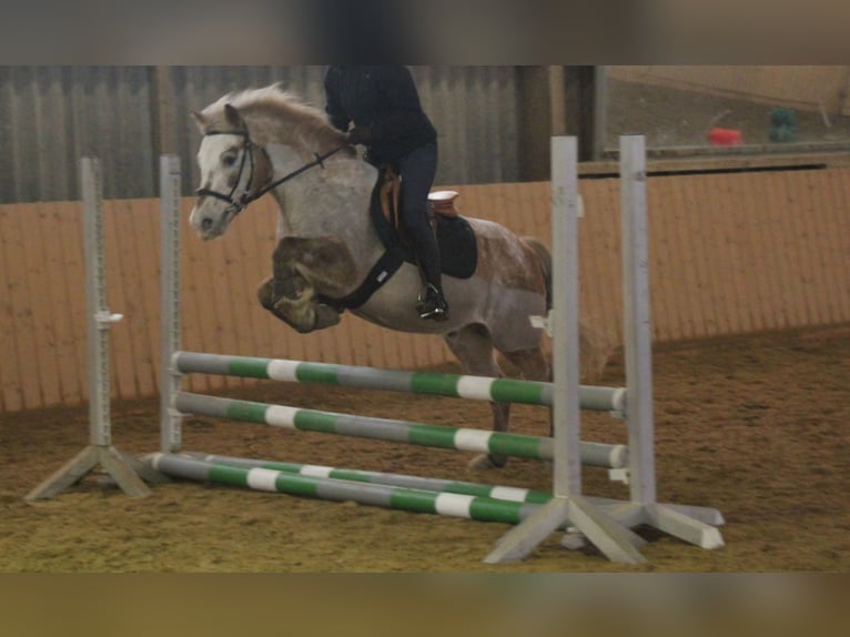More ponies/small horses Gelding 16 years 13 hh Palomino in Fernwald