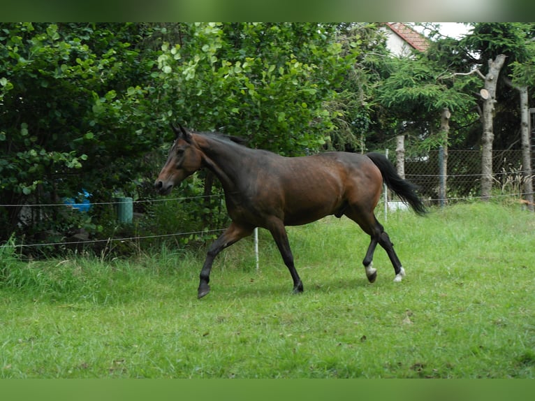 More ponies/small horses Mix Gelding 16 years 15 hh Brown in Dresden