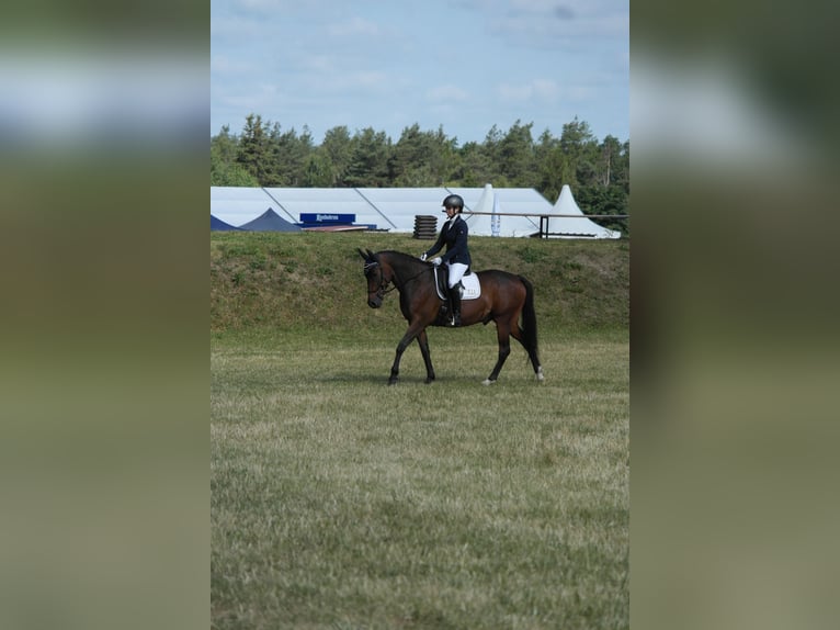 More ponies/small horses Mix Gelding 16 years 15 hh Brown in Dresden