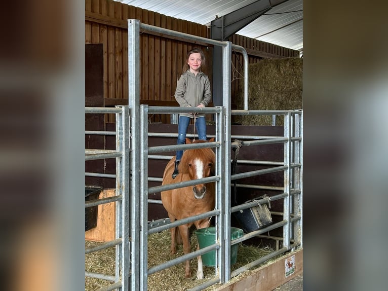 More ponies/small horses Mix Gelding 17 years 11.1 hh Chestnut-Red in Bisingen