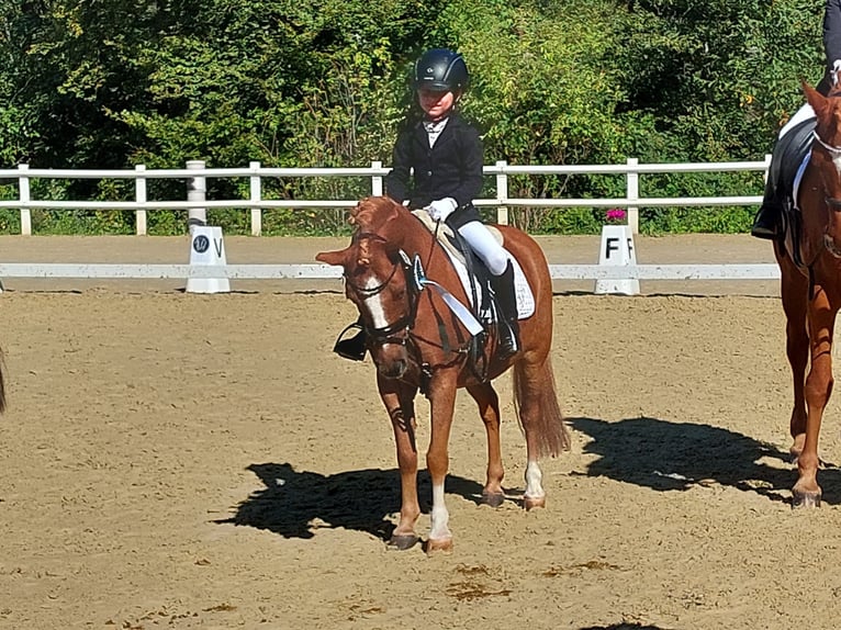 More ponies/small horses Mix Gelding 17 years 11.1 hh Chestnut-Red in Bisingen