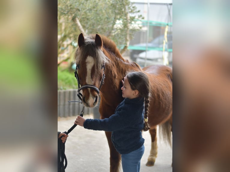 More ponies/small horses Gelding 17 years 11.2 hh Chestnut in Geilenkirchen