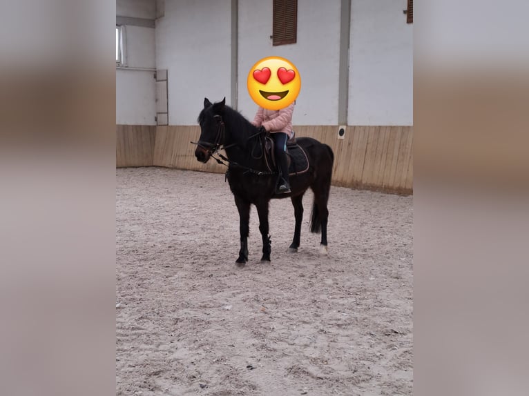 More ponies/small horses Gelding 17 years 13,1 hh Smoky-Black in Giebelstadt